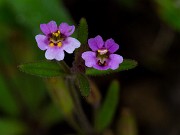 Mimulus breweri 14-4513_1